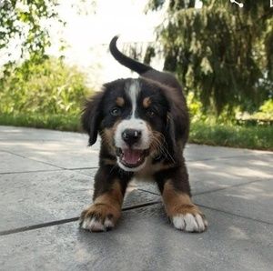 Meet your Posher, Tony